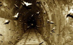 Bats in Tunnel